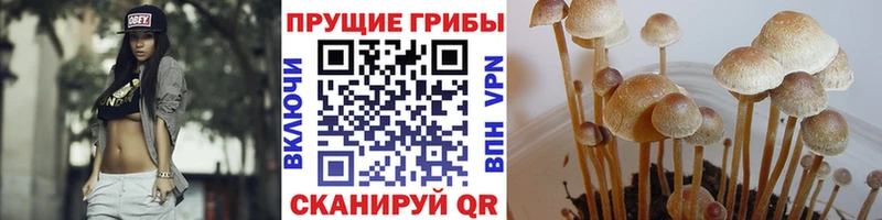 Галлюциногенные грибы Psilocybine cubensis Велиж